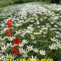 蔥蘭