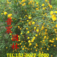 棣棠