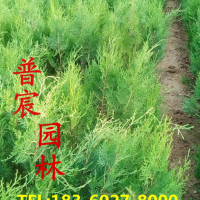 扁柏