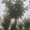 平頭刺槐 香花槐