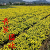 金森女貞