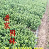 衛(wèi)矛