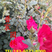 豐花月季