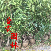法國(guó)冬青
