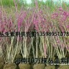 臘梅紫荊木槿丁香黃楊