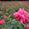 供豐花，紅帽月季，