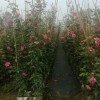 供大花，藤本月季