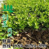 衛(wèi)矛小苗價格