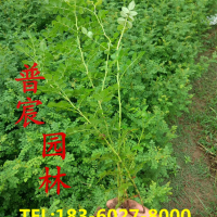 黃刺玫