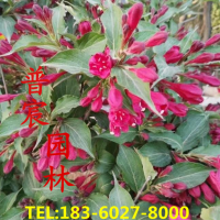 紅王子錦帶