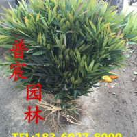 十大功勞