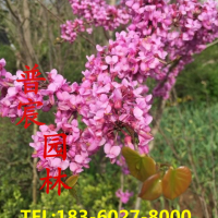 紫荊花