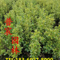 金邊黃楊
