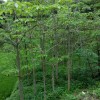 木棉樹
