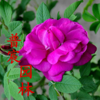 紅刺玫.