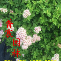 繡線菊