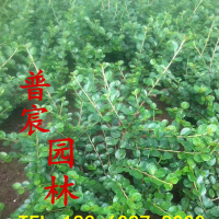 平枝荀子