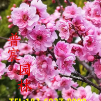 美人梅