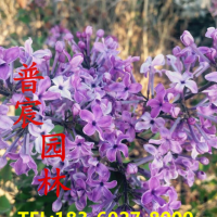 丁香