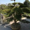 黃楊