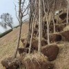 山杏