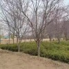 山杏