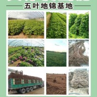 爬山虎，五葉地錦專(zhuān)攻