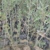 營養(yǎng)杯沙棘