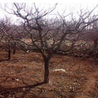 山楂樹量大