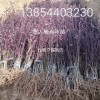 紅葉碧桃，太陽(yáng)李。