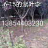 紅葉李，紫葉李