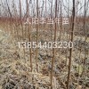 太陽李，菊花碧桃