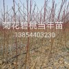 紅葉碧桃，菊花碧桃