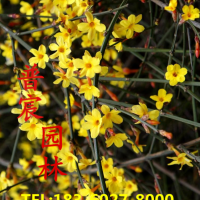 迎春花