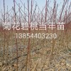 紅葉碧桃，菊花碧桃