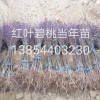 紅葉碧桃，菊花碧桃