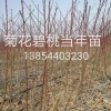 紅葉碧桃，菊花碧桃