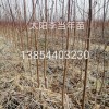 太陽(yáng)李，美人梅