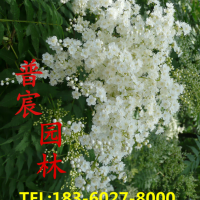 珍珠梅