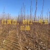 玉蘭苗