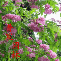 紫穗槐
