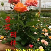 紅帽月季
