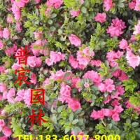 夏鵑