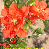 花石榴