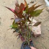 紅桑