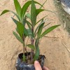 翠盧麗
