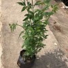 黃素馨