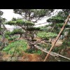 造型松造型油松