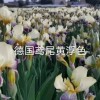 德國鳶尾