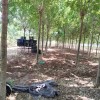 國槐白蠟量大處理價